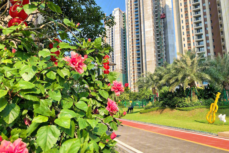 肇庆鼎湖碧桂园蓝庭-实景图(4) - 肇庆安居客