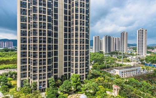 实地常春藤,小区绿化,欢迎咨询