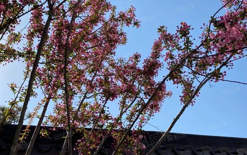 春风十里，海棠花开