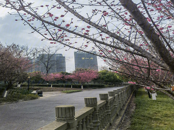道轩·望江府周边公园绿化