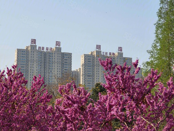 明珠·蔚秀园楼盘现场环境