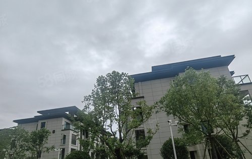 绿树成荫，绿植层次分明