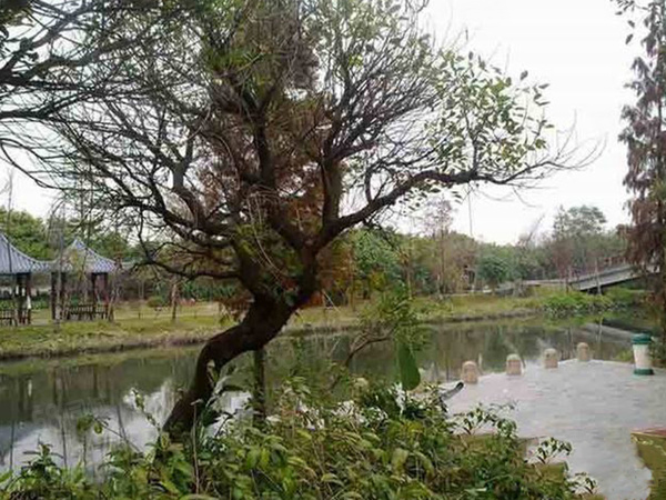 香江別墅II樓盤(pán)周邊配套