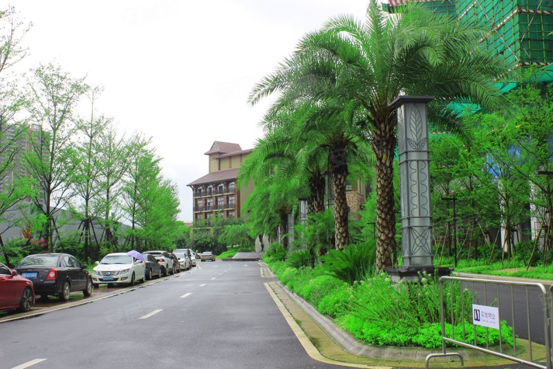 实地惠州常春藤