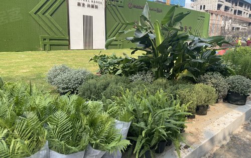一期的大门口绿化已经到位等待施工中大门也快完工了配合绿化先完善下