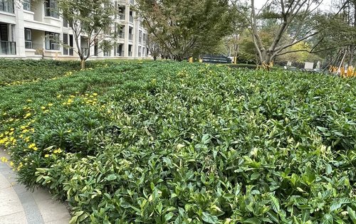 滨江雅园,实景小区绿化,绿化率高,多种绿植组团,小区内环境优美!