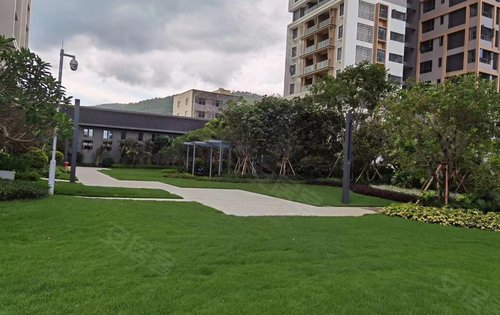 实地惠州常春藤