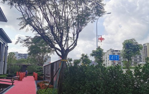 营销中心的绿化