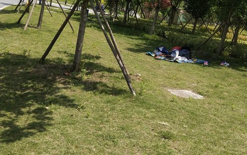 公園散散步 .樹下乘涼,是多麼美好的花面