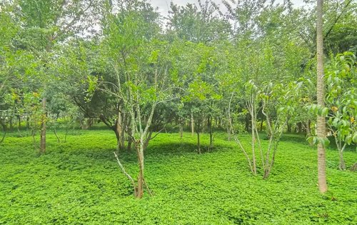 公园环绕公园式的小区绿油油的绿植给你每天都不一样的心情