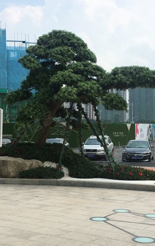 你看科慧花园的迎客松多大