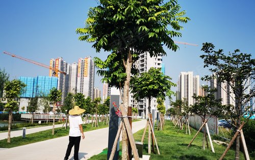 隔壁的站南公园花草都长得很茂盛了