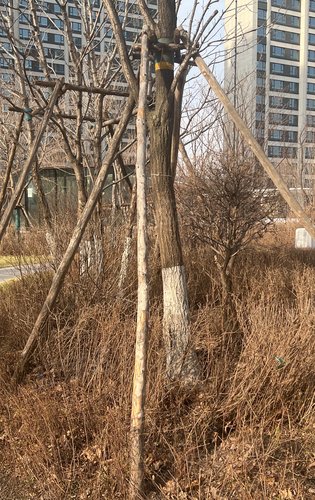 汇龙花溪半岛绿化还是不错的不仅让居住环境更加舒适还能提升空气质量