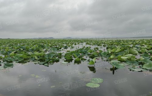 梧桐湖國際社區半島公園夏季欣賞梁子湖荷花美景享受愜意生活