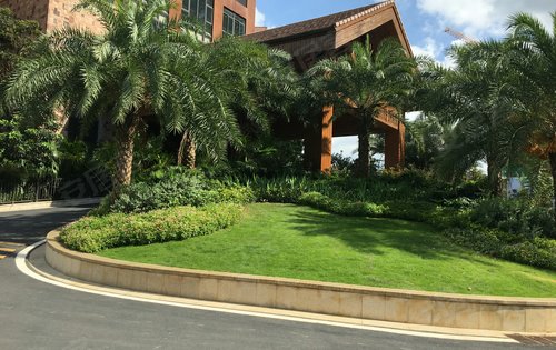 实地常春藤环境图