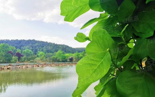 立夏中海映山湖即將綻放