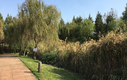 阳光正好微风不燥打卡隆平中央公园