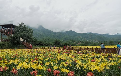 伊河源西溝百合花基地群山環繞雲霧繚繞