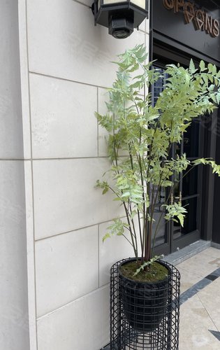 万科时代都会动态:售楼处门口的绿植很美-无锡安居客