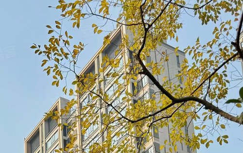 小区树木,是秋冬来了