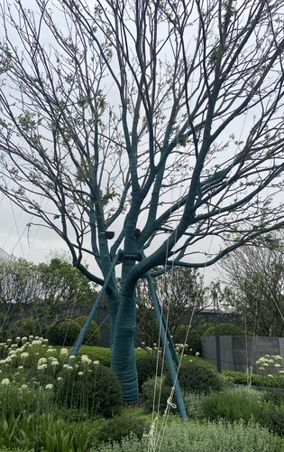 朴树.寓意高中的意思.