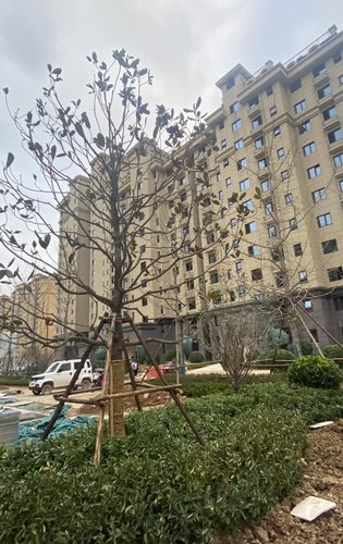 万祥紫荆苑动态:目前的工程进度!