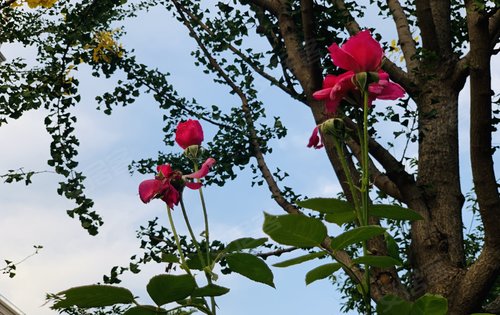 诗画般的美好兰园[玫瑰]
总能激起我们对美好生活的向往；
身处其中，对美好生活又有了新的认知。