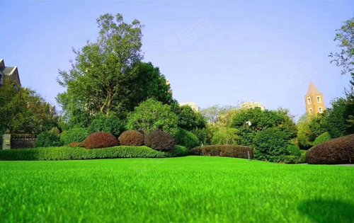 四季常青大草坪