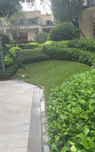 小区的绿化越看越舒服想象一下到时茶余饭后来花园逛逛是不是很写意