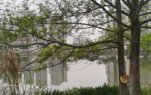 春意盎然，来中建凤凰湖观满湖春色