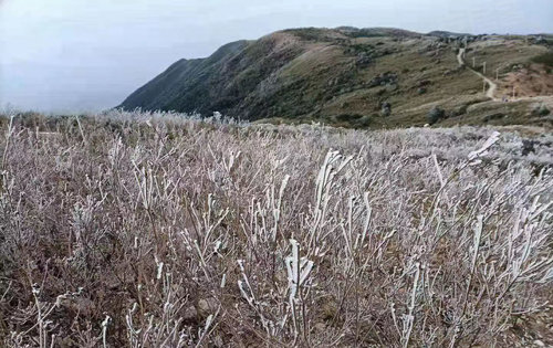 罗浮山结冰图片