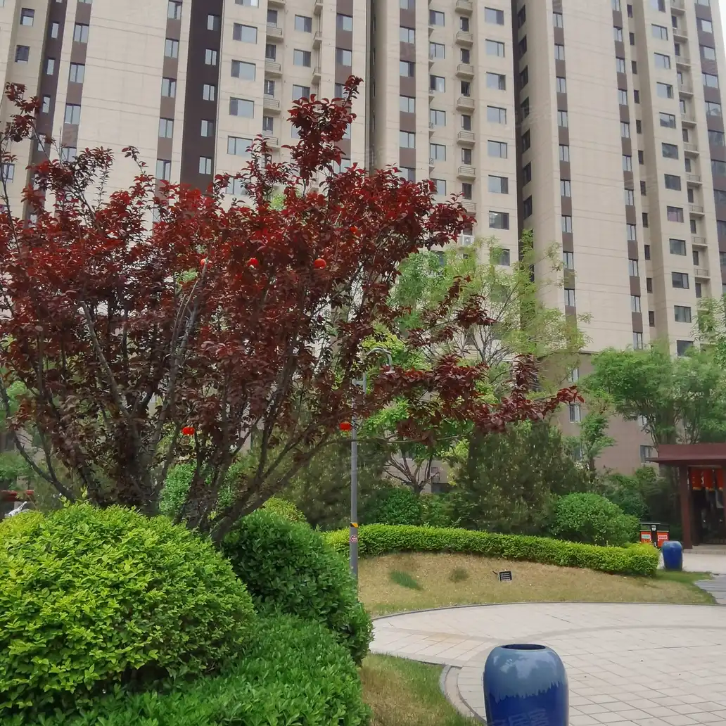 吕梁汾阳碧桂园楼盘开盘交房信息