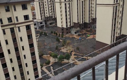 金宏国际华府动态:成品大树,带冠移植-邢台安居客