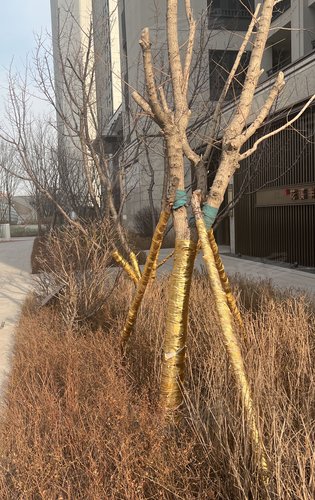 汇龙花溪半岛绿化还是不错的不仅让居住环境更加舒适还能提升空气质量