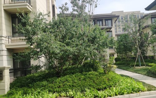 霸州孔雀城玺园已经交房入住的联排别墅绿化环境实景拍摄 外地可以