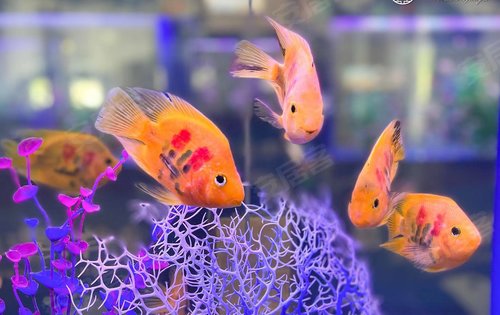 梅花14鹦鹉鱼的花纹有多逼真? 肉质鲜美的海鳗外貌