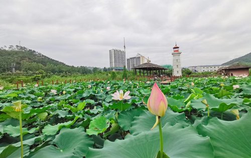 碧桂园鹤鸣洲楼下黄花湖公园荷花节来了,欢迎大家前来打卡-广州安居客