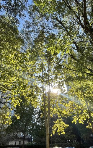 leisure览悦动态:新城国际览悦～国贸茂林大-北京安居客