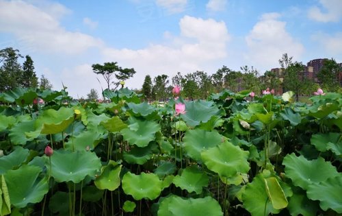 泾河国家湿地公园图片