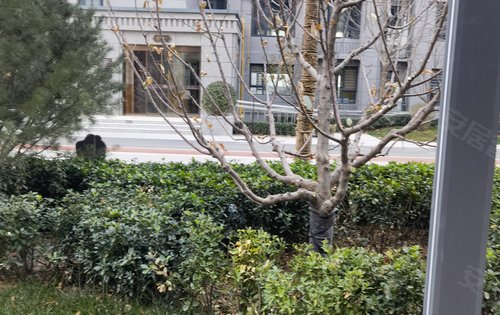 阳光东尚四期东尚名邸,高品质住宅小区,全国范围内遴选布迪椰子,香樟