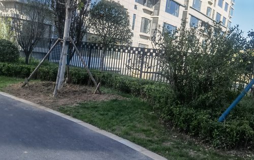 阳光东尚四期东尚名邸,高品质住宅小区,全国范围内遴选布迪椰子,香樟