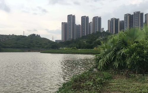 今日香沙御景园动态:香沙湿地公园,家门口的湿地公园,环境优美-深圳