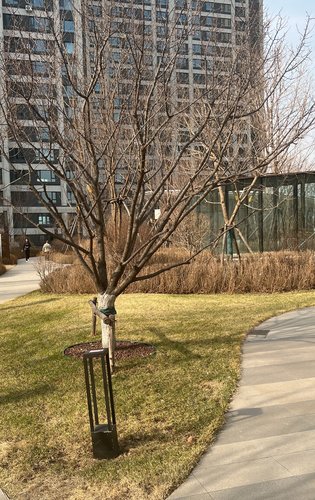 汇龙花溪半岛绿化还是不错的不仅让居住环境更加舒适还能提升空气质量