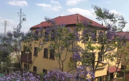 醉美蓝花楹醉入人间四月天太阳