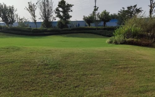 2.6万平方的草坪公园 围绕整个园区