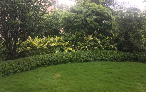 美丽的园区绿化,大的楼间距