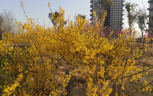 龍湖公園裡動態:天氣正暖,看房找我,帶你賞花!-泰安安居客