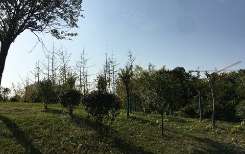 阳光正好微风不燥打卡隆平中央公园