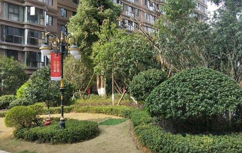 润和紫郡三期小区绿化实拍