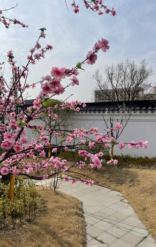 桃花源小区里的桃花